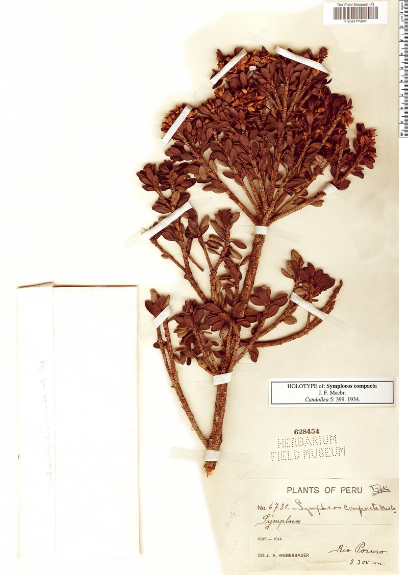 Ternstroemia compacta