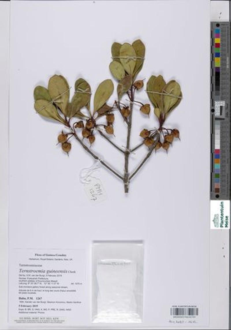 Ternstroemia guineensis