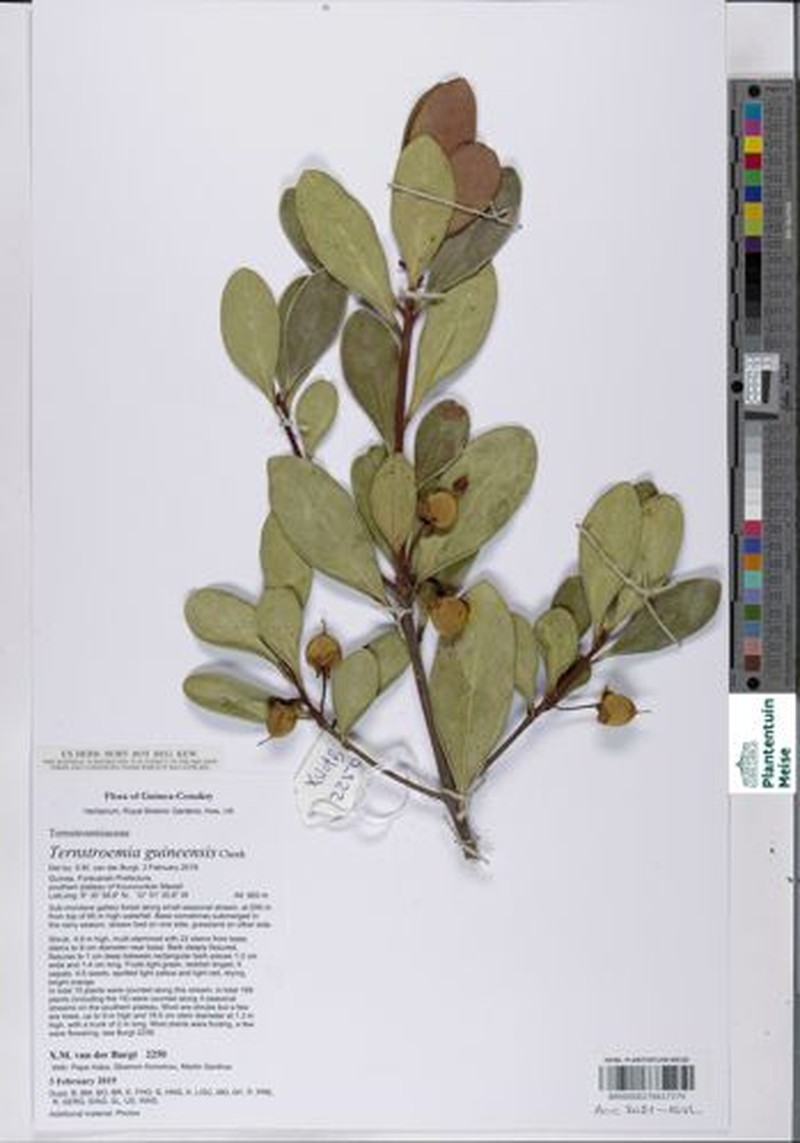 Ternstroemia guineensis photo 2