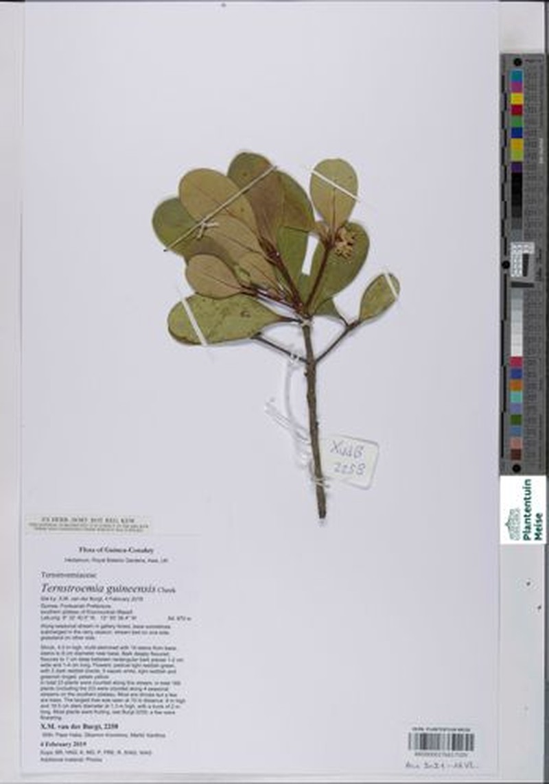 Ternstroemia guineensis photo 3