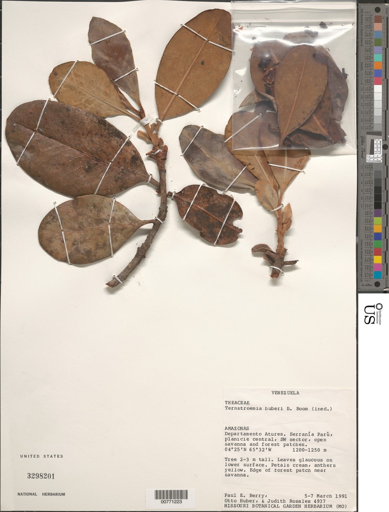 Ternstroemia huberi