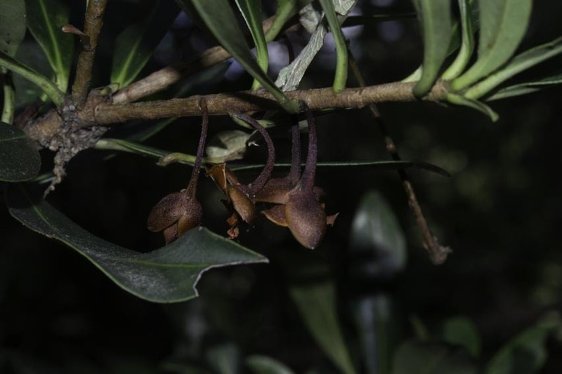 Ternstroemia lineata subsp. lineata