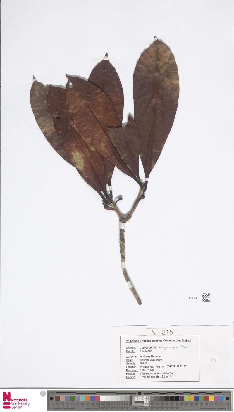 Ternstroemia philippinensis var. megacarpa