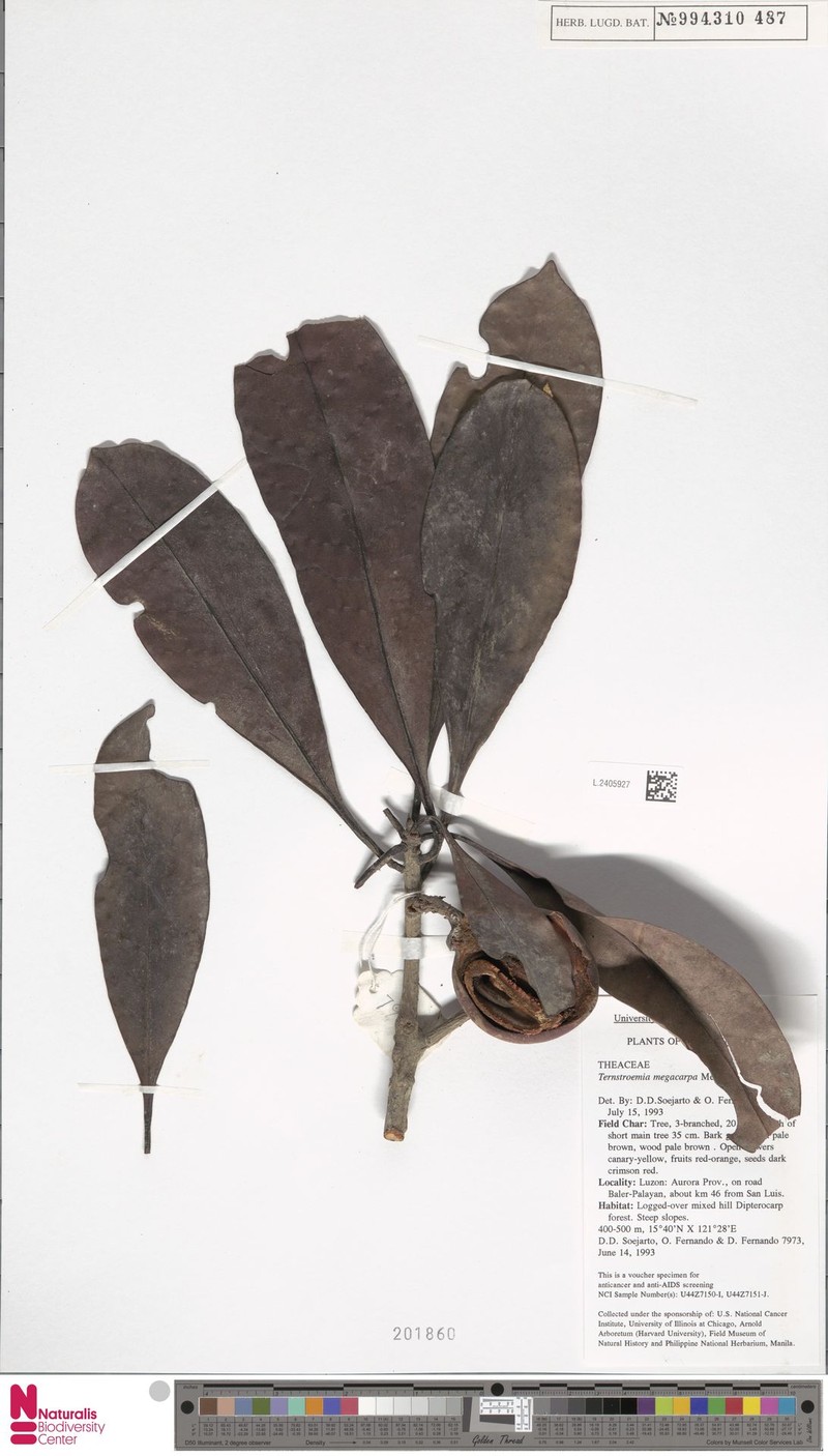 Ternstroemia philippinensis var. megacarpa photo 2
