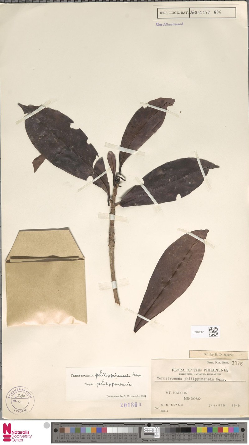 Ternstroemia philippinensis var. philippinensis