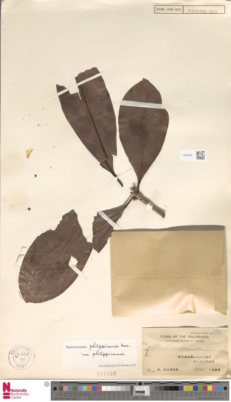 Ternstroemia philippinensis var. philippinensis photo 2