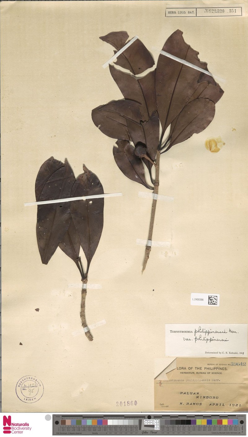 Ternstroemia philippinensis var. philippinensis photo 3