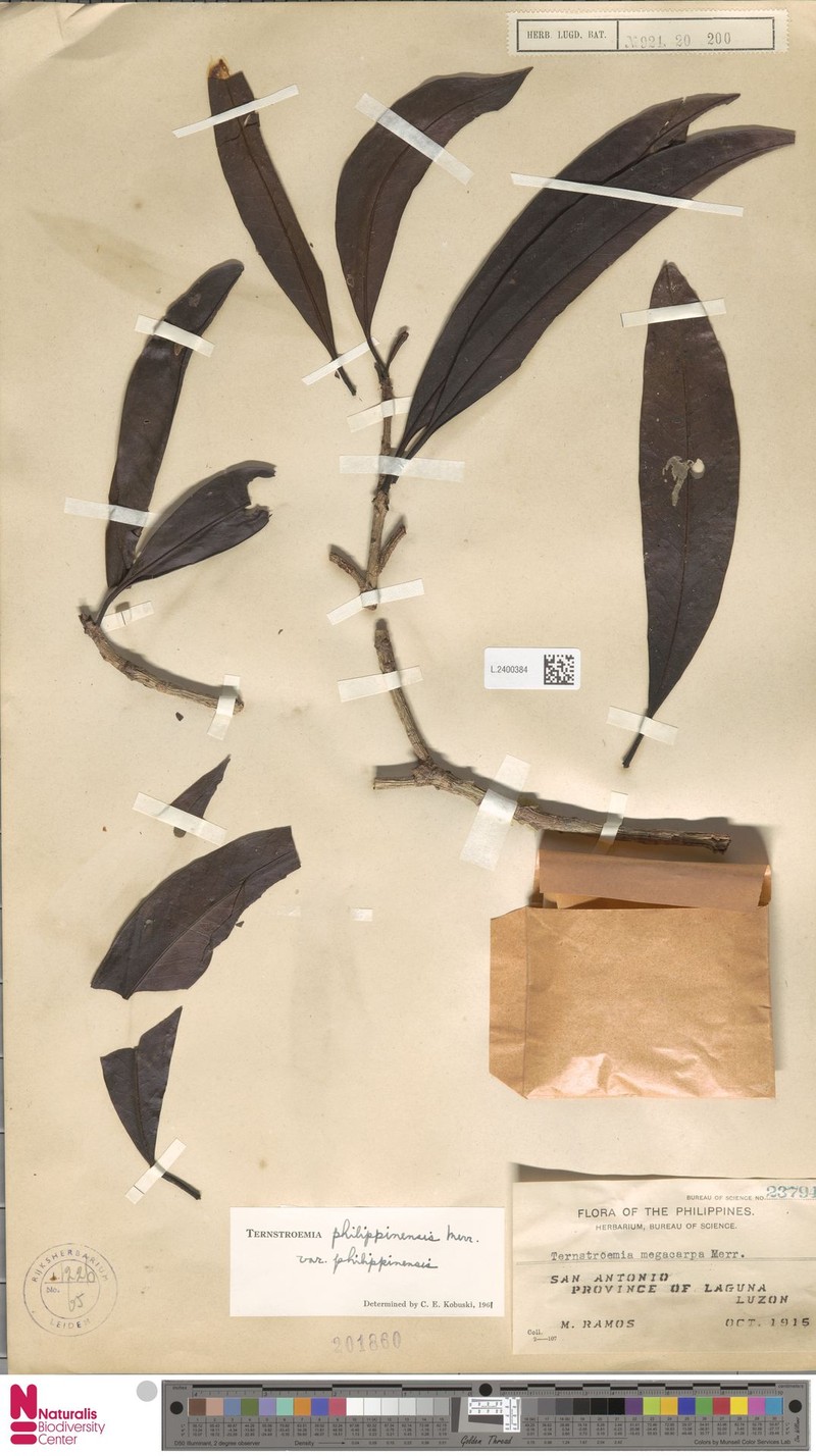 Ternstroemia philippinensis var. philippinensis photo 4