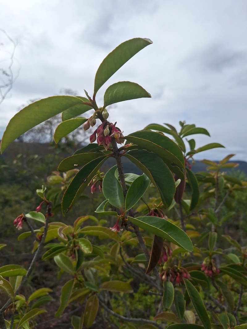 Ternstroemia rupestris