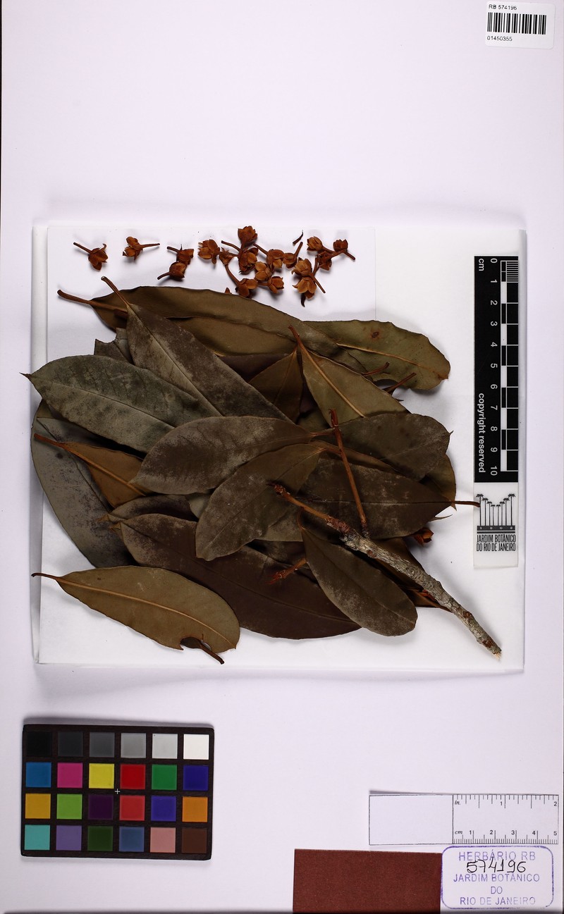 Ternstroemia rupestris photo 2