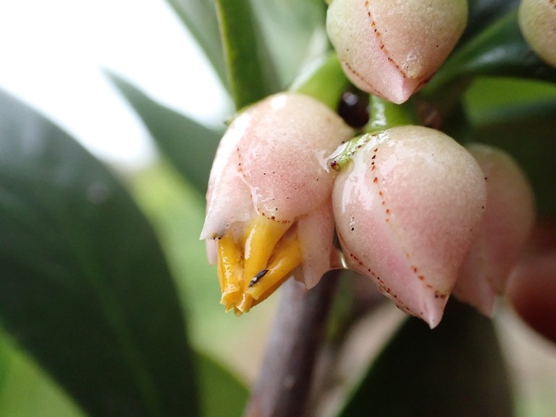 Mamey De Cura