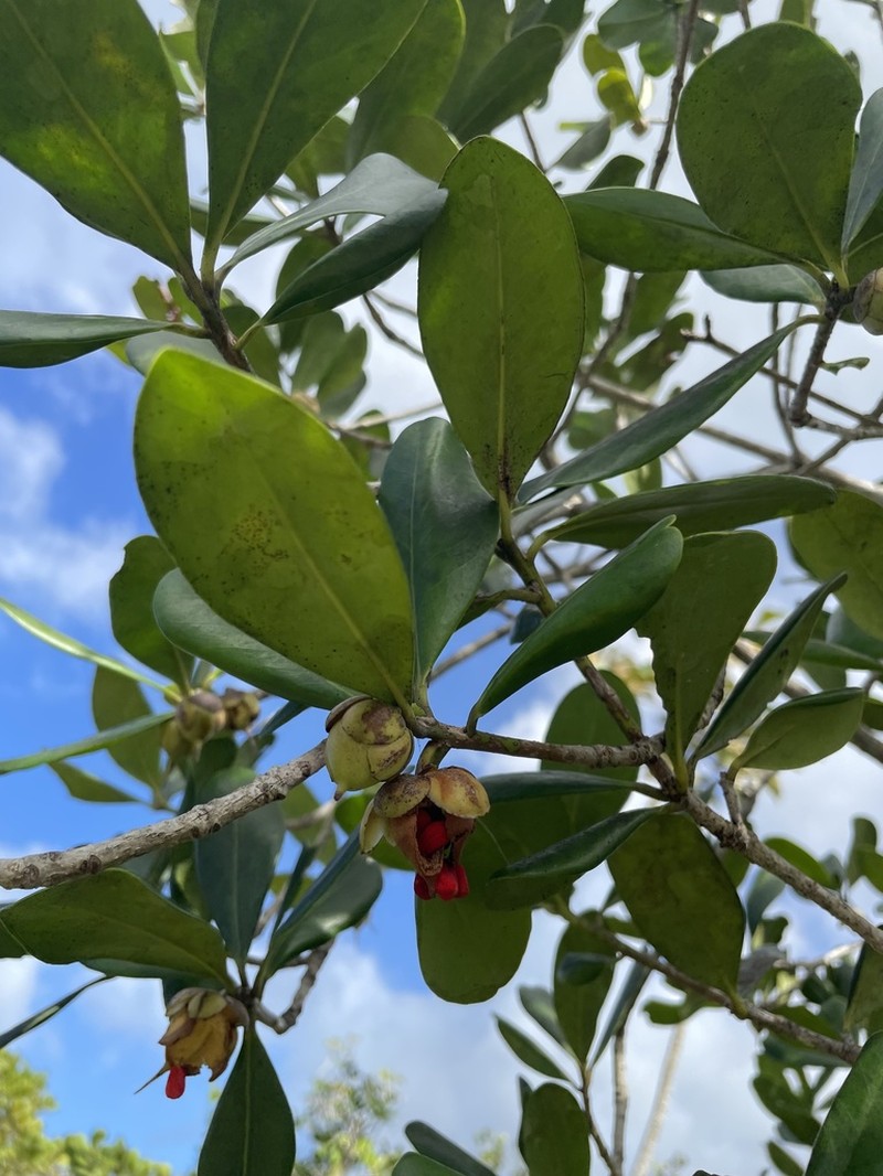 Mamey De Cura photo 3