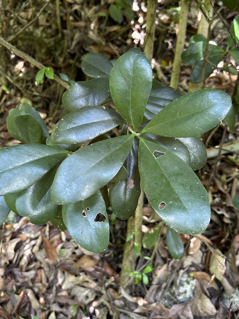 Mamey De Cura photo 4