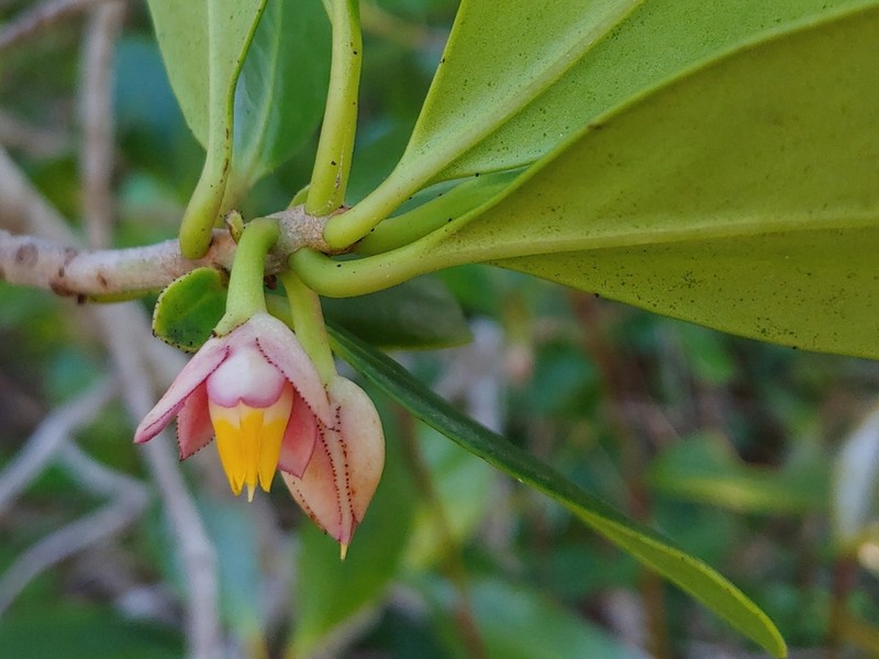 Mamey De Cura photo 5