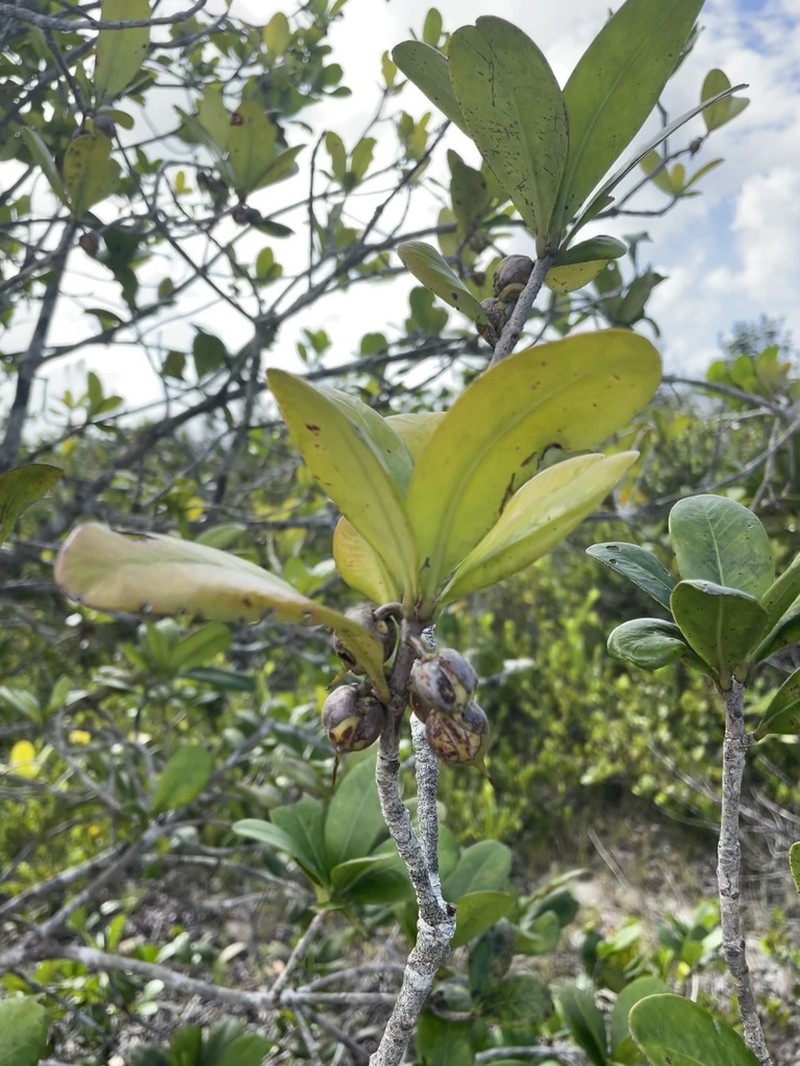 Mamey De Cura photo 6