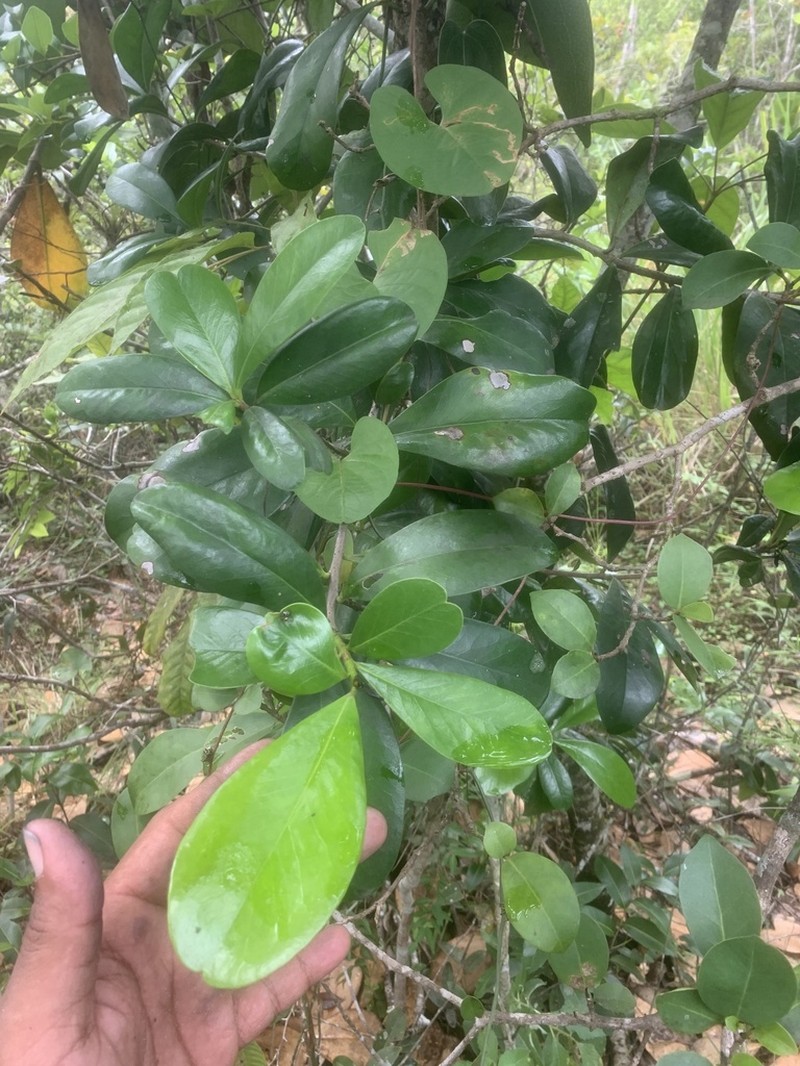 Mamey De Cura photo 8
