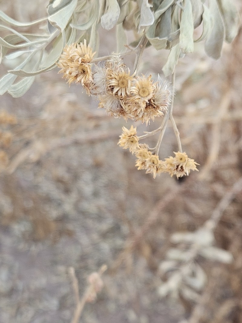 Tessaria absinthioides photo 5