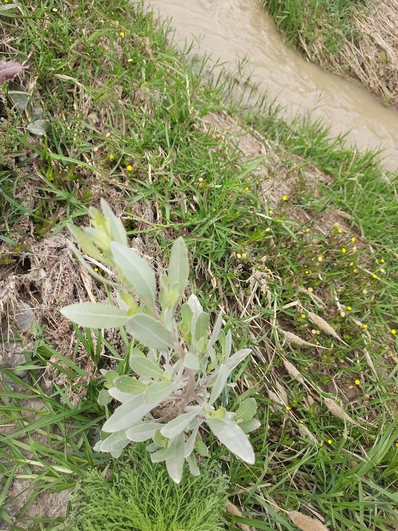 Tessaria absinthioides photo 6