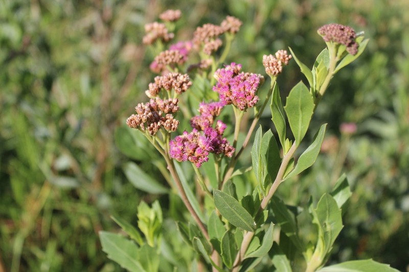 Tessaria absinthioides photo 7