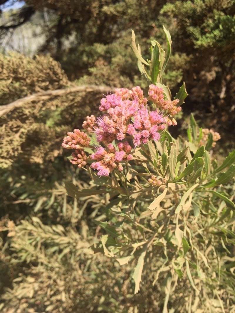 Tessaria absinthioides photo 8