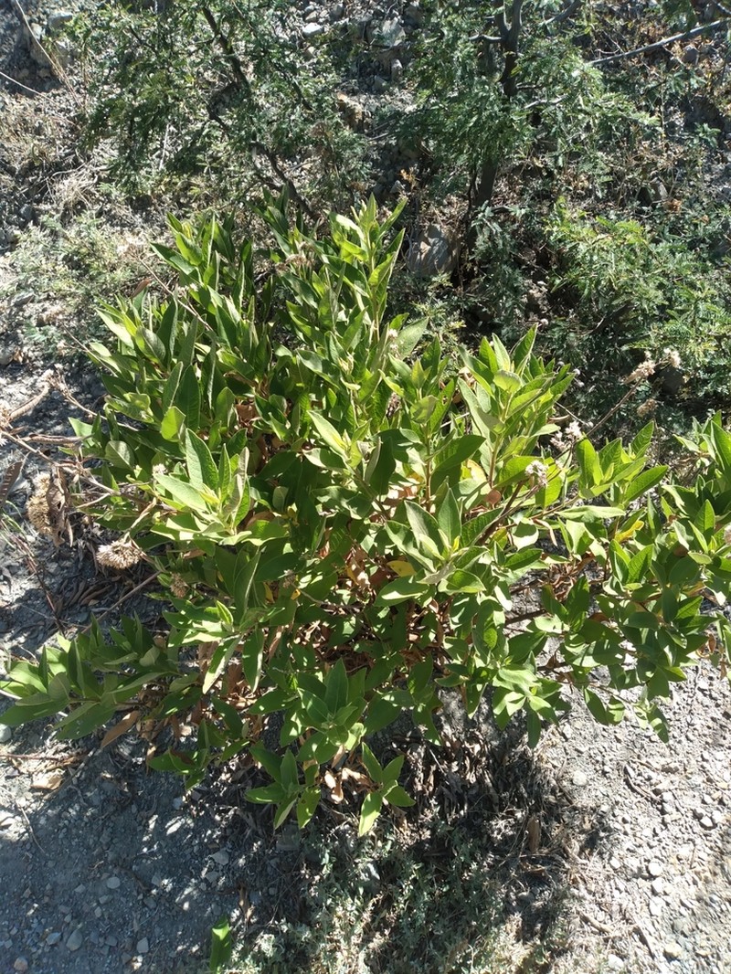 Tessaria andina