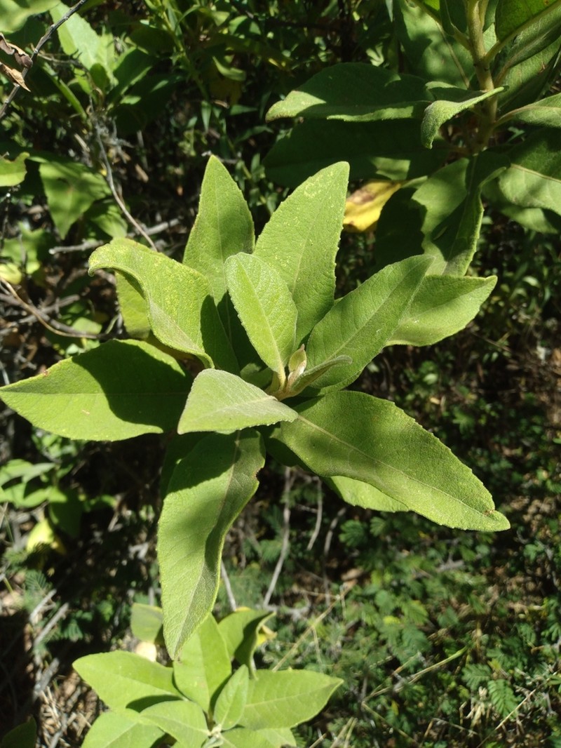 Tessaria andina photo 2