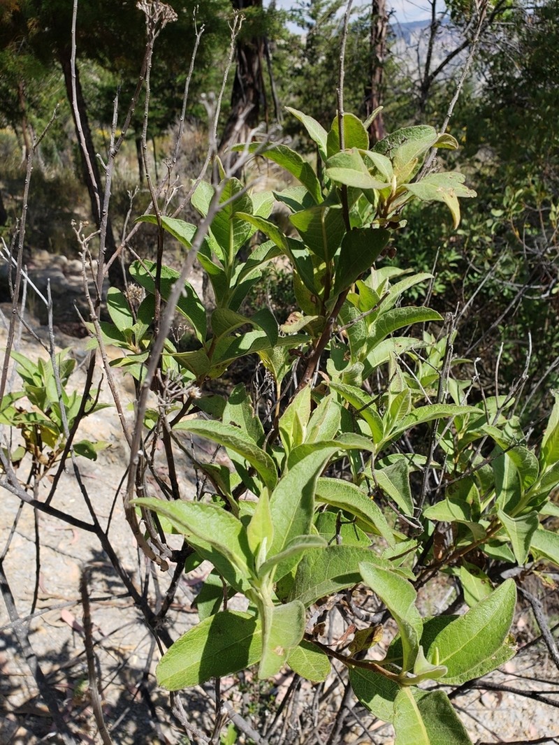 Tessaria andina photo 3