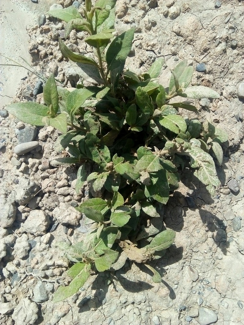 Tessaria andina photo 6