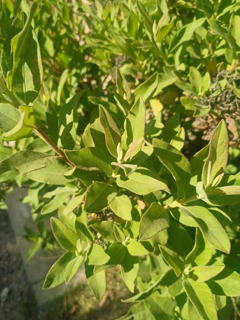 Tessaria andina photo 7