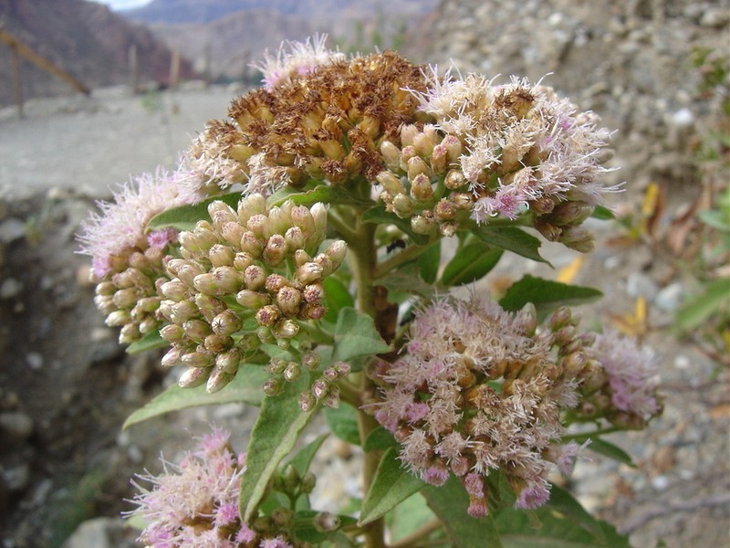 Tessaria andina photo 8