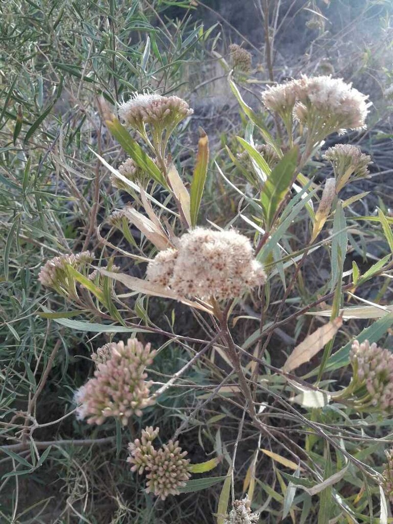 Tessaria dodonaeifolia