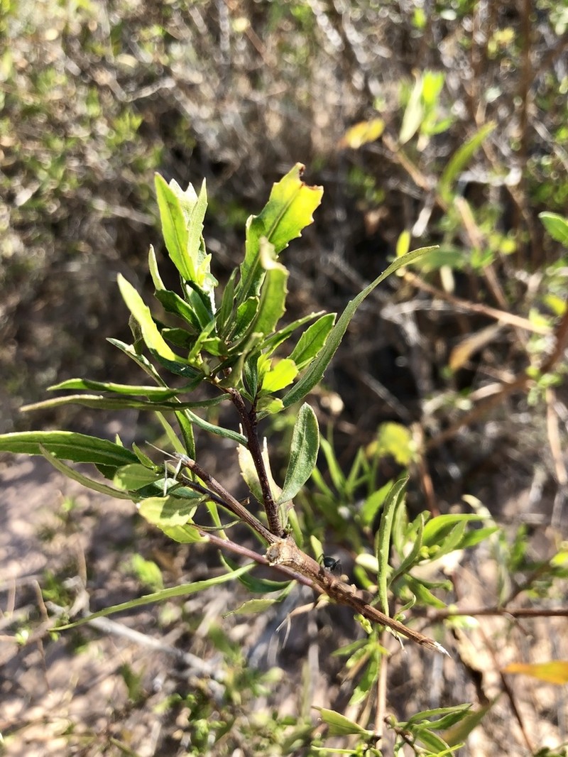 Tessaria dodonaeifolia photo 2
