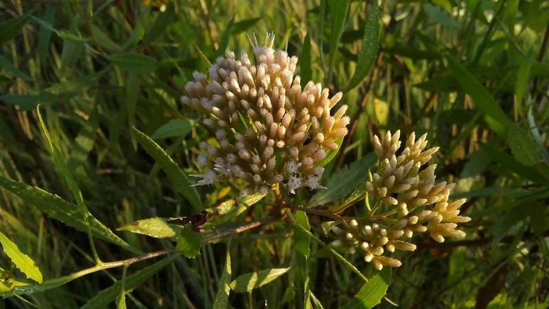 Tessaria dodonaeifolia photo 3