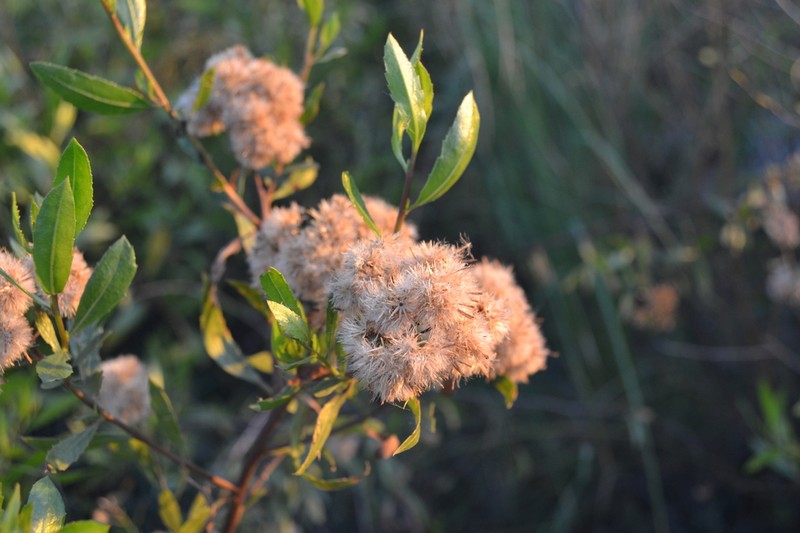 Tessaria dodonaeifolia photo 4