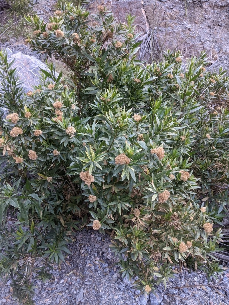 Tessaria dodonaeifolia photo 5