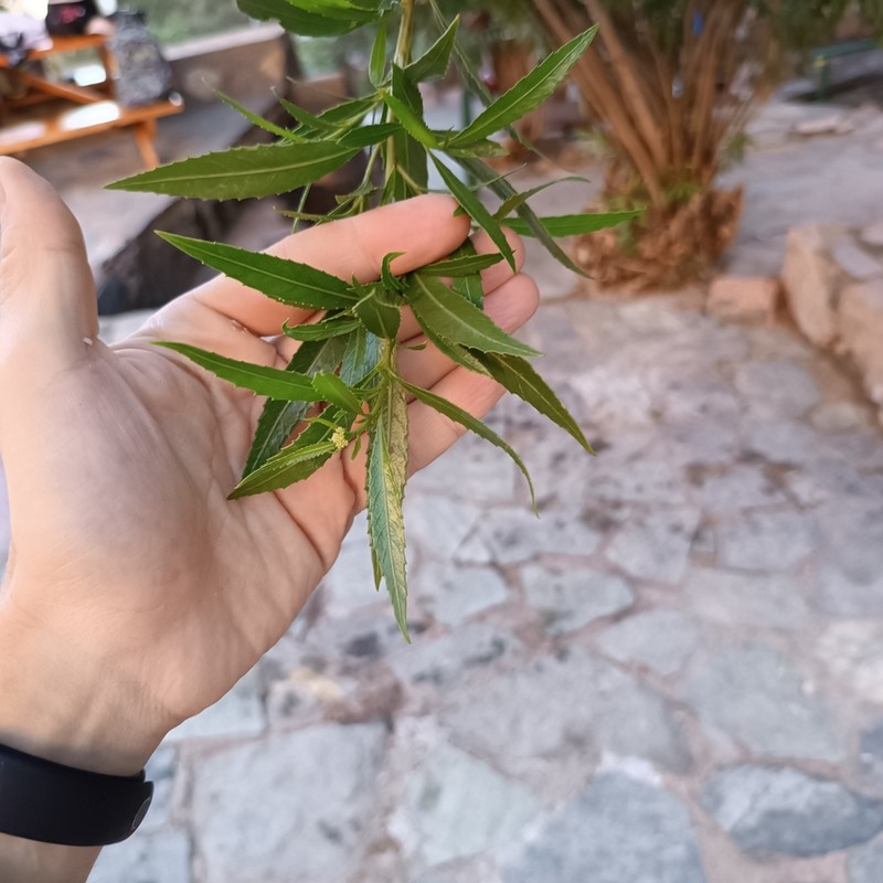 Tessaria dodonaeifolia photo 6