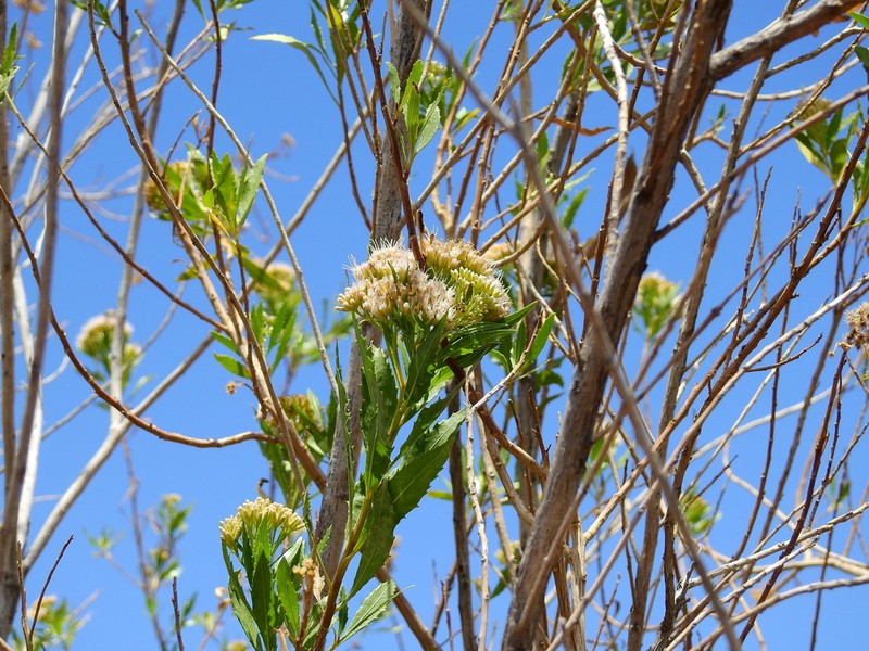 Tessaria dodonaeifolia photo 7