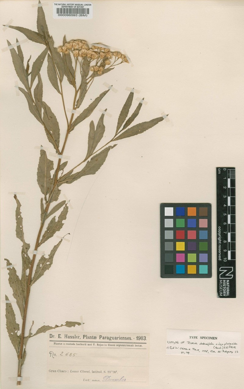 Tessaria dodonaeifolia subsp. plucheoides