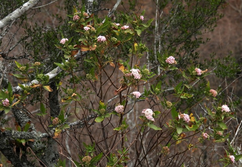 Tessaria fastigiata