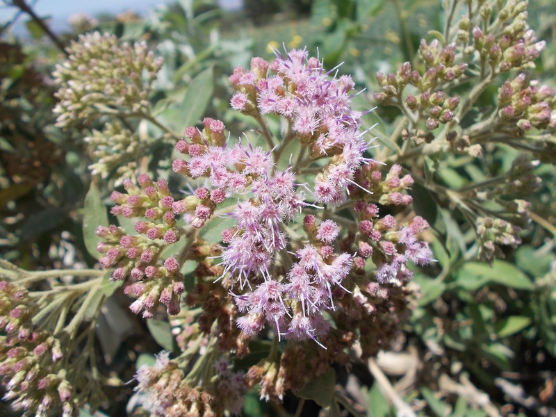 Tessaria fastigiata photo 2