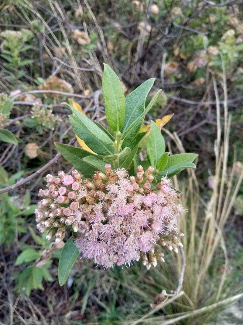 Tessaria fastigiata photo 3