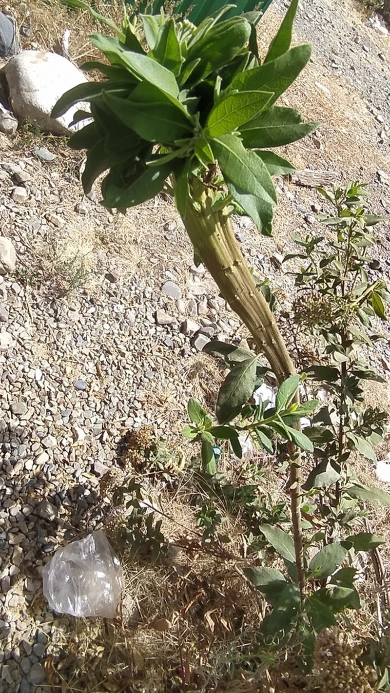 Tessaria fastigiata photo 4