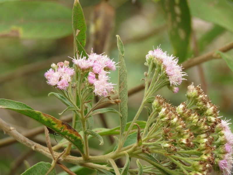 Tessaria fastigiata photo 5