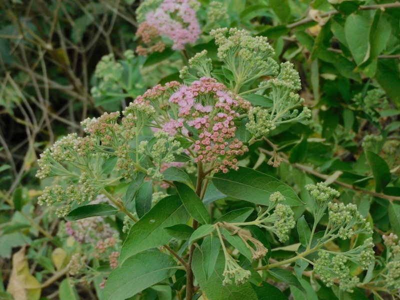 Tessaria fastigiata photo 7