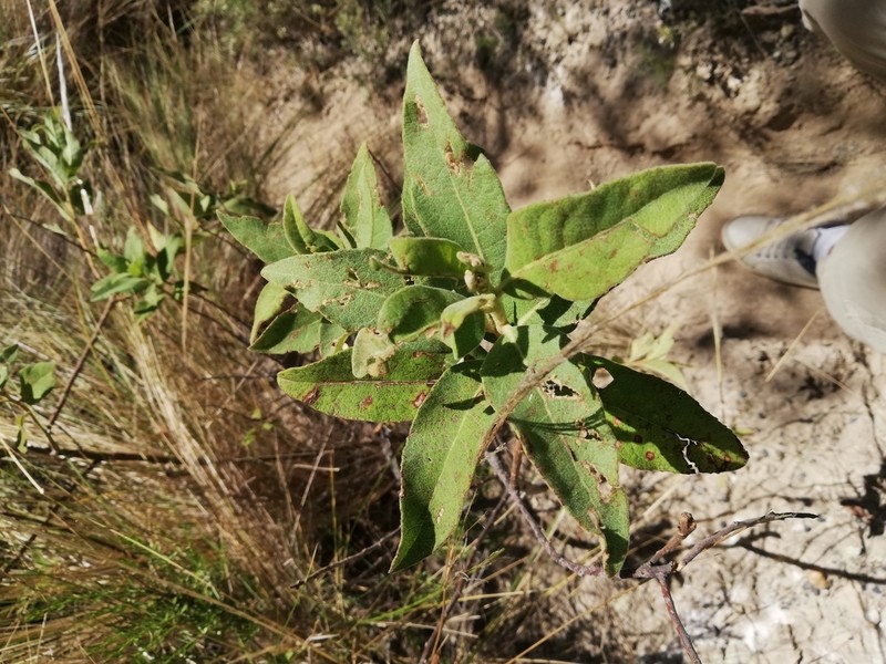Tessaria fastigiata photo 8