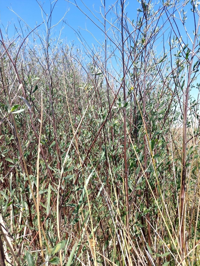 Tessaria integrifolia