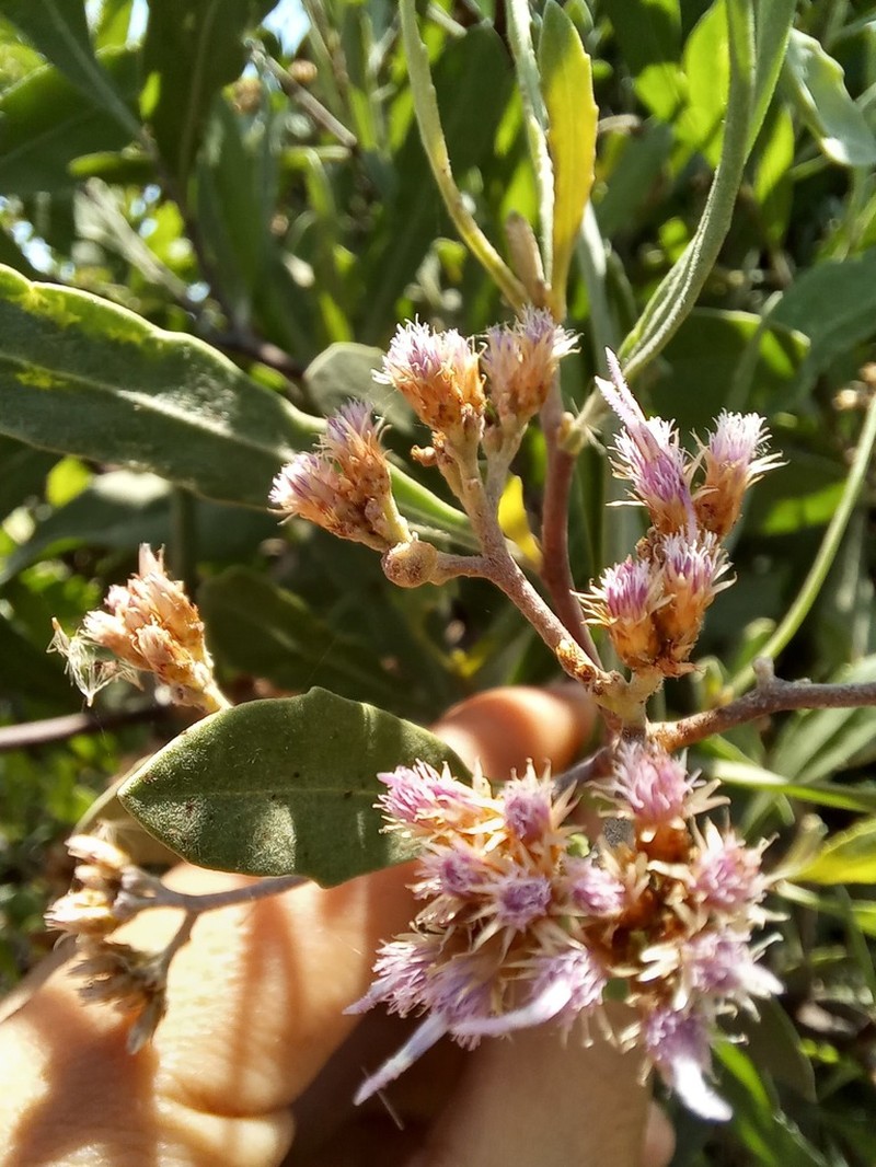 Tessaria integrifolia photo 2