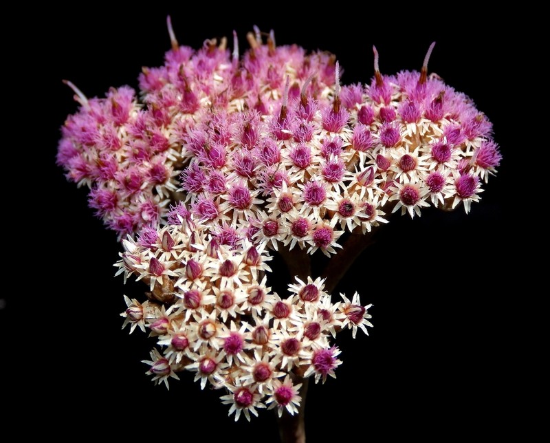 Tessaria integrifolia photo 3