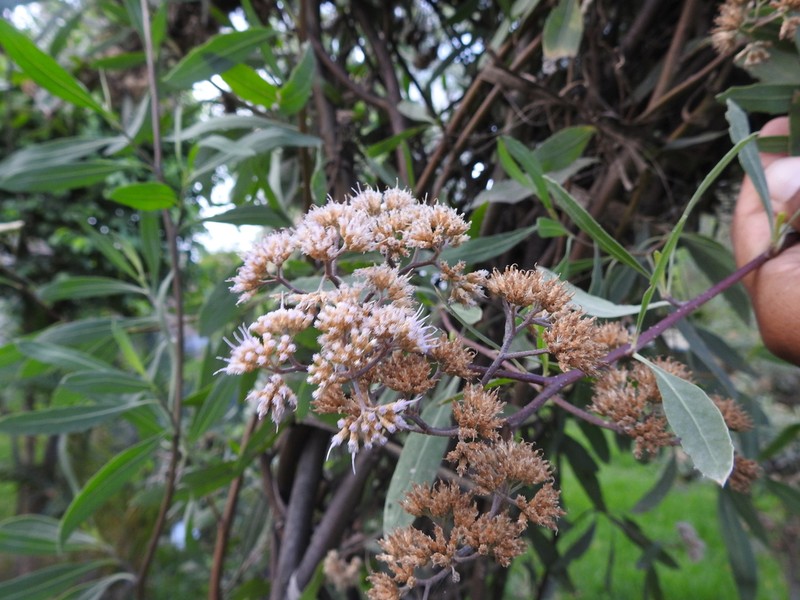 Tessaria integrifolia photo 5