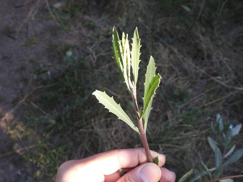 Tessaria integrifolia photo 6